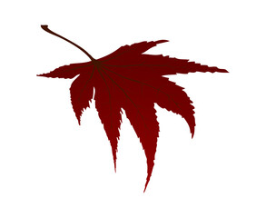 Maple Autumn Leaf