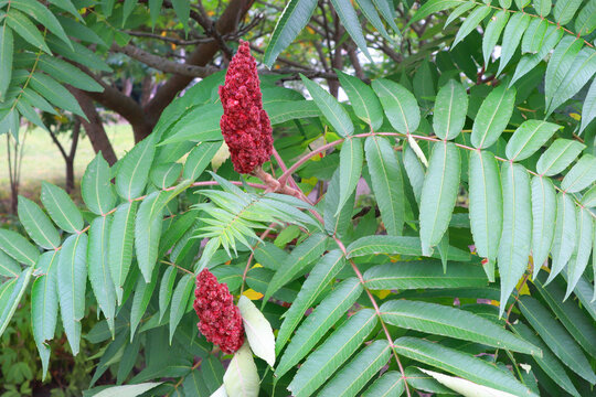 Close up view of Rhus typhina