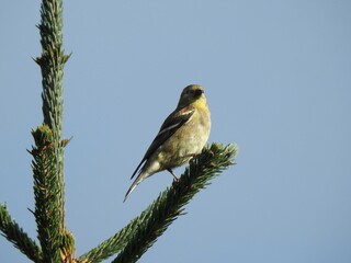 American goldfinch perched on a pine tree branch in the Elk State Forest, Pennsylvania. 