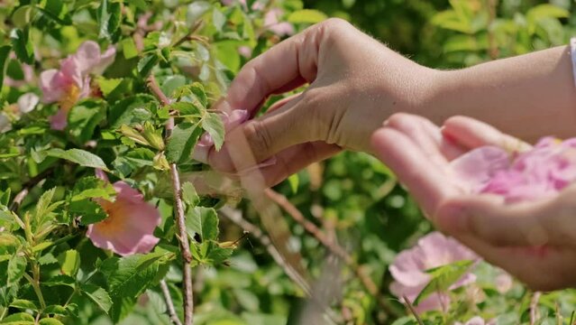 Close up video of farmer collecting rose flowers for herbal tea or oil.