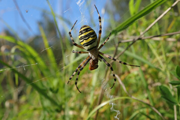 Argiope frelon --- Argiope fasciée (Argiope bruennichi)