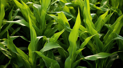 Obraz premium This close-up captures vibrant green biofuel crops like corn or sugarcane, highlighting their role in sustainable energy production.