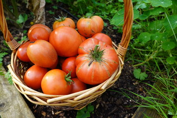 harvesting tomatoes with a wicker basket in the backyard garden. harvesting summer fruit in the vegetable garden