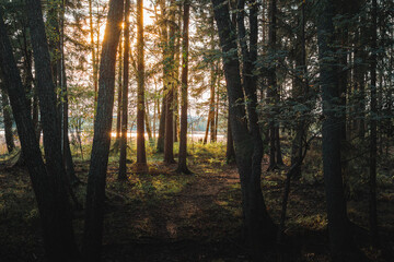 Sunset or sunrise in the pine forest. Beautiful autumn landscape.