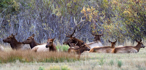 Bull Elk with Harem Near Bluff, Utah