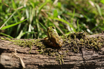 Grenouille verte (Pelophylax kl. esculentus)
Pelophylax kl. Esculentus in its natural element
