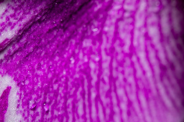 Abstraction Floral macro background. Water drops close-up on a pink-violet flower. Selective focus on water drops.