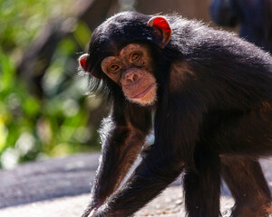 Portrait of a young female chimpanzee making eye contact
