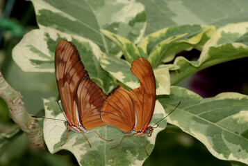 Two Orange Julia Butterflies aka Dryas iulia mating on Leaf in Indianapolis, IN,  US - obrazy, fototapety, plakaty