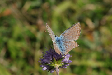 Argus bleu --- Azuré commun (Polyommatus icarus)
Polyommatus icarus on an unidentified flower or plant