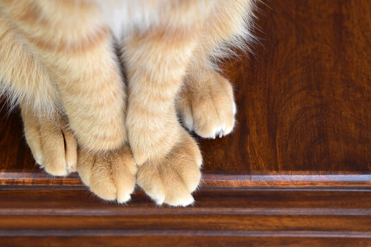 Ginger cat paws. Tabby cat sitting on wood table.  Pet feet closeup. Feline sitting at home. Orange cat photo. 