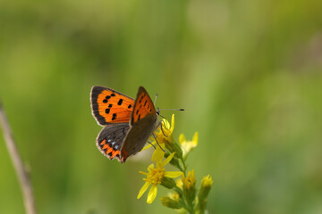 Cuivré commun --- Bronzé (Lycaena phlaeas)
Lycaena phlaeas on an unidentified flower or plant