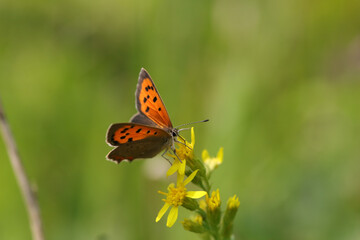 Cuivré commun --- Bronzé (Lycaena phlaeas)
Lycaena phlaeas on an unidentified flower or plant