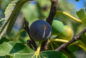 green figs on tree branches 7