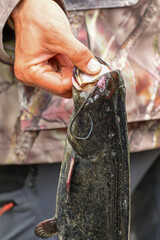 Traditional fisherman holds his catch, caught fish Asp or Schied (Leuciscus aspius) with one hand at the camera, Danube Delta Biosphere Reserve, Delta Dunarii near Tulcea, Romania