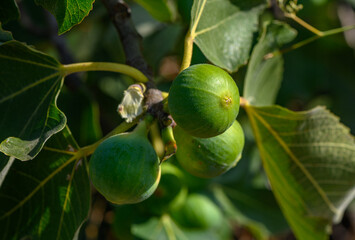 green figs on tree branches 3