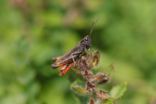 Criquet noir-&eacute;b&egrave;ne (Omocestus rufipes)
Omocestus rufipes on an unidentified flower or plant