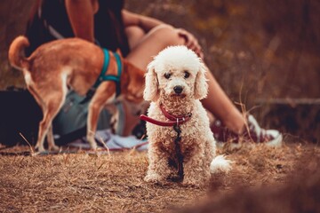 A poddle dog walking at the park
