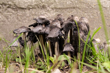 Rotting Mushrooms. Rotting Disgusting Black Mushrooms