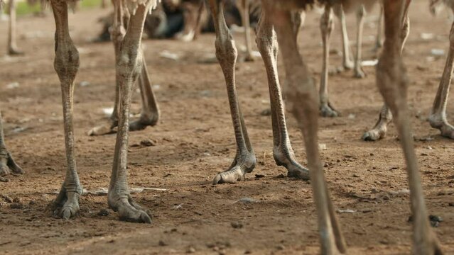 Thin featherless long legs, didactyl feet of plenty of ostriches standing on brown ground. Dinosaur-like feet of big ostriches walking outdoors, farm-zoo. High quality 4k footage