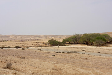 Open Negev Desert in South Israel. Sand dunes with dry air on a summer day.