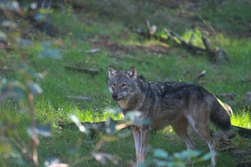 Wolf in der Wildnis