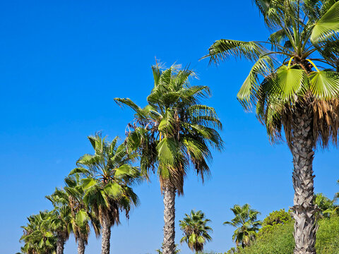 Straight line of palm trees against blue sky