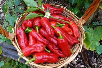harvesting with wicker basket chili bell pepper in backyard garden. harvesting summer fruit in...