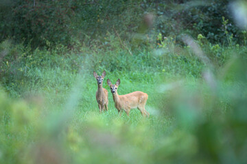 Rehe auf der Wiese