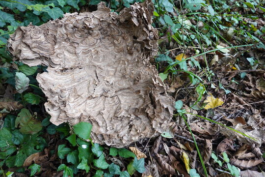 remains of a velutina wasp nest. asiatic wasp nest in the forest. destroyed wasp nest. vespa hornet