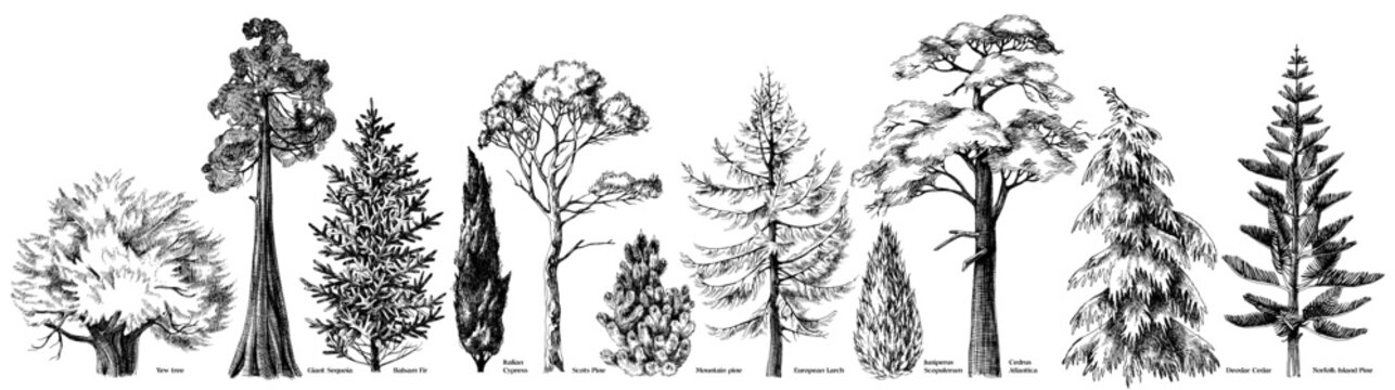 Coniferous trees of different types
