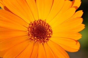 Abstract background from part of orange calendula flower