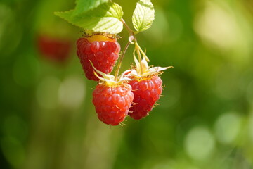 Red raspberries on a branch on a green background in the sun