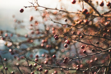 many small red berries grow on the tree