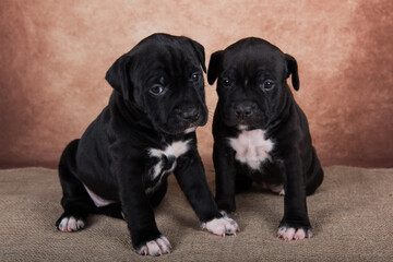 Obraz premium Two cute American Staffordshire Terrier dogs or AmStaff puppies on brown background