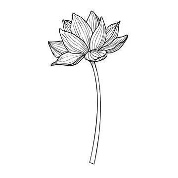 Lotus flower in line art style. Hand drawn vector illustration of asian water lily in black and white colors for spa or Zen design. Drawing of floral tattoo painted by inks. Symbol of purity.
