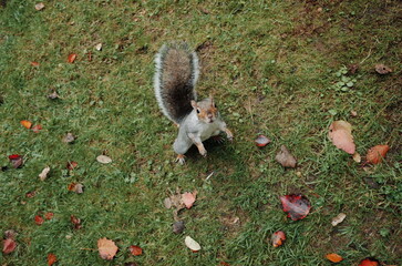 grey squirrel in the park