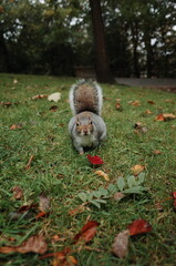 grey squirrel in the park