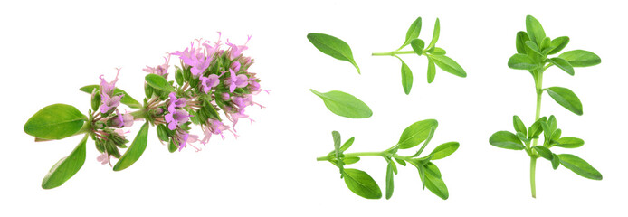 flowering twig thyme spice isolated on white background - obrazy, fototapety, plakaty