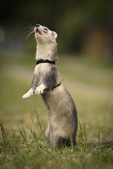 Ferret on black leather leash posing on grass in camp