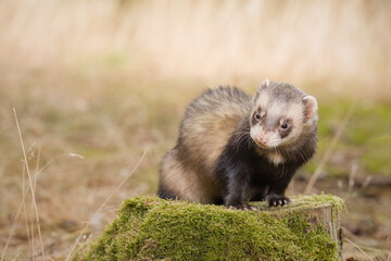 Standard color ferret posing on forest pathway and stump
