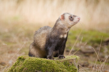 Standard color ferret posing on forest pathway and stump