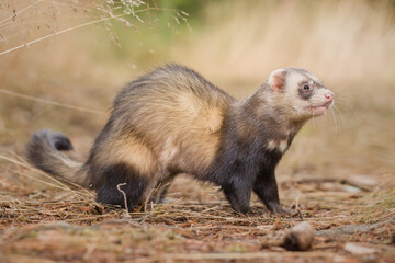 Standard color ferret posing on forest pathway and stump