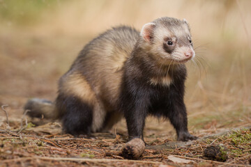 Standard color ferret posing on forest pathway and stump