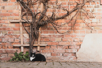 Katze vor Ziegelwand
