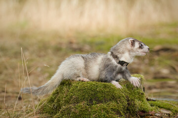 Ferret posing on forest pathway and stump with grass on background