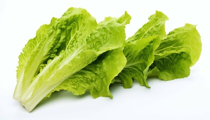 Green lettuce on white background