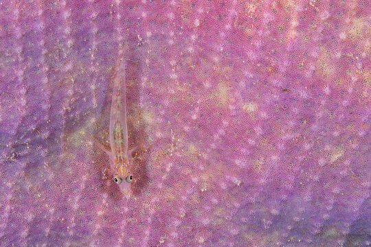 A transparent, soft coral ghost goby on a pink sponge. Photographed in Romblon in the Philippines.