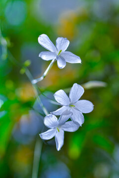 Plumbago sp. - flowering plant with blue flowers