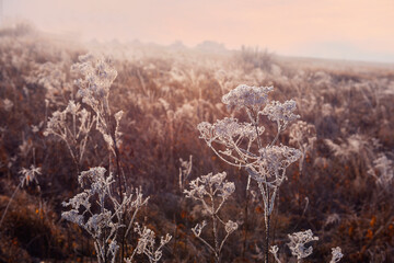 A meadow of dried flowers covered with frost in the fog on an early frosty morning. 